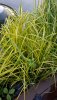 IMG-20200622-WA0004.jpeg