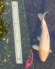 IMG_20200629_220041.jpg