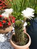 20200720_110503.jpg