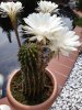 20200720_110548.jpg