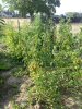 Tomate 2020-2.jpg