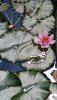 Seerose 2018-06-04 004.jpg
