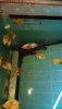 IMG-20200917-WA0114.jpeg