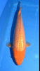 92931A9E-BB46-4CF9-BF86-C5112A1DEBDA.png