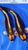 F9BCE202-E7D7-435C-A541-1EB0DF7CA6DA.png