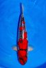 koi-v-i-p-goshiki-46cm-47362-600x900.jpg