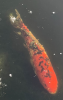 tempImageyLxvqQ.png
