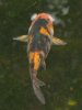 Fisch_Augen.jpg