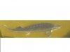 Beluga-Stör.JPG