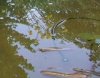 DSCF7278.JPG