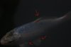 koi1.JPG