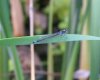 DSCF7486.JPG