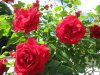 IMG_1843.JPG