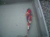 Showa_45cm_400_300.jpg