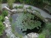 Teich1.jpg