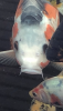 5492AA6D-BB97-4E32-B092-17D5426A2B23.png