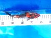 Kin Showa 17cm 120g.jpg