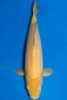 karashigoi-1-f-47cm-a-2015-id67945-715kf56k-dsc_0939.jpg
