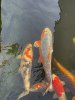 D7F17906-FDDF-4B59-AB88-20C4AC97DF1D.jpeg