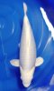 GinrinPlatinumOgon_Oishi.jpg