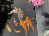 Koi.jpg