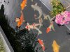Koi2.jpg