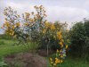 Sonnenblume.jpg