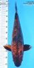 1635182775785.png