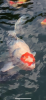 7293BF29-C1BB-4C2E-AF78-EBB1613CB11E.png