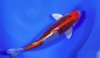 kaneko-super-red-kujaku-50-cm.jpg