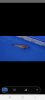 Screenshot_20211201-183151_Messenger.jpg