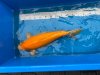 Mango Karaski Nisai_Sansai Maruhiro 54cm.jpg