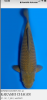 Chagoi 31cm Tosai, Konishi.PNG