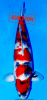 Showa 55cm Nisai, Isa.PNG