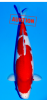 Kohaku 53cm Nisai,Sakai.PNG