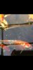 Screenshot_20220322-213943_Gallery.jpg