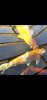 Screenshot_20220322-213919_Gallery.jpg