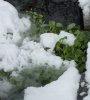 Sumpfdotterblumen 2.JPG