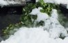 Sumpfdotterblumen 4.JPG