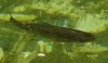 unbekannter Fisch.jpg