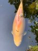 Koi1.jpg Koi1.jpg