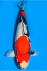 Kon.PNG