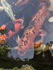 B06968BC-114C-468E-BBF2-3D339E18D386.jpeg