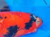 IMG_20160910_183355.jpg