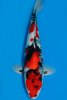 showa-1-m-38cm-a-2021-n8m70ke-dsc_6125-539.jpeg.jpg