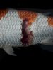 Dainichi Kohaku Nisai verletzt Wunde.jpg