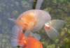 tempImagerHfP11.png tempImagerHfP11.png