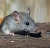 ratte.jpg