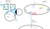 Schema Becken Teich Temperaturen.png Schema Becken Teich Temperaturen.png