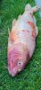 IMG-20230117-WA0009.jpg IMG-20230117-WA0009.jpg